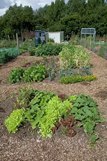 Allotment: Vegetables growing on well maintained community allotment