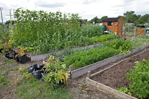 Allotment: Vegetables growing in raised beds on community allotments