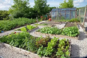 Greenhouses: Vegetables growing in raised beds on garden plot