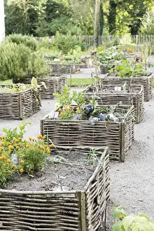 Hazel: Vegetables growing in square foot gardens with hazel