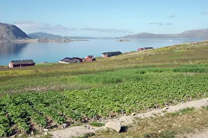 Seldon: Vegetables growing at Upernaviarsuk Agricultural