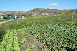 Seldon: Vegetables growing at Upernaviarsuk Agricultural