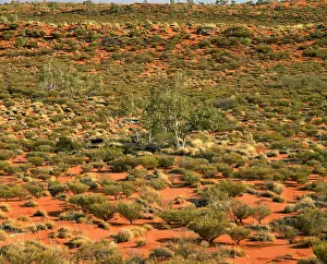 Vegetated: Vegetated sand dunes