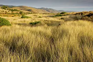 Reyes: Vegetated sand dunes with invasive Marram Grass