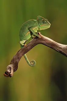 Chameleons: Veiled Chameleon