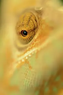 Veiled: Veiled Chameleon