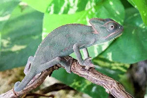 Chameleons: Veiled Chameleon