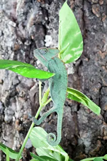 Chameleons: Veiled Chameleon