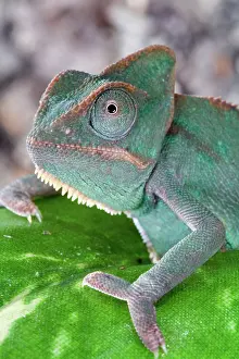 Chameleons: Veiled Chameleon