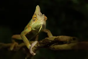 Tranch: Veiled Chameleon