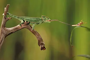 Flash: Veiled chameleon Catches Cricket