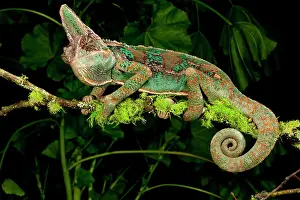 Sauria: Veiled Chameleon, Chamaeleo calyptratus