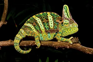 Sauria: Veiled Chameleon, Chamaeleo calyptratus