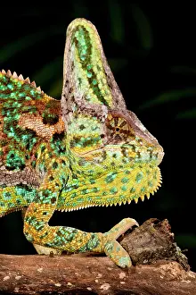 Sauria: Veiled Chameleon, Chamaeleo calyptratus