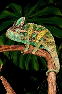 Sauria: Veiled Chameleon, Chamaeleo calyptratus