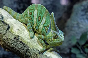 Chamaeleo: Veiled chameleon (Chamaeleo calyptratus) on branch