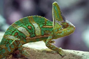 Chamaeleo: Veiled chameleon (Chamaeleo calyptratus), captive