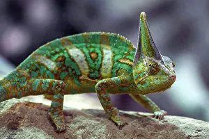 Chamaeleo: Veiled chameleon (Chamaeleo calyptratus), captive