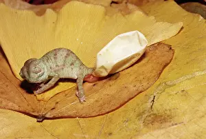 Chameleo: Veiled Chameleon emerging from egg