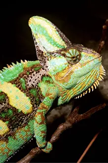 Lizards: VEILED CHAMELEON - side of face