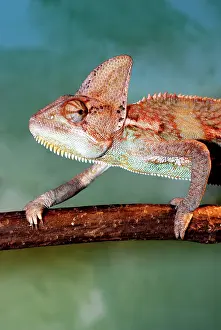 Yemen: Veiled Chameleon. Yemen and Saudi Arabia