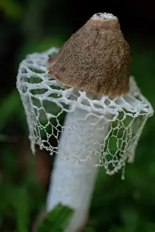 Skirt: Veiled Lady Mushroom