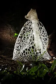 Funguses: Veiled Lady (Phallus indusiatus) at night