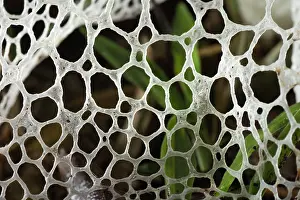 Funguses: Veiled Lady (Phallus indusiatus) at night, closeup