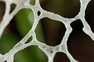 Funguses: Veiled Lady (Phallus indusiatus) at night, closeup