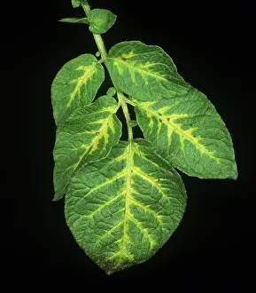 Chlorosis: Veinal leaf chlorosis