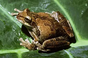 Phrynohyas: Veined or Marbled Treefrog