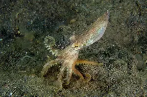 Sucker: Veined Octopus