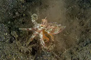 Sucker: Veined Octopus