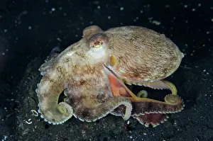 Lined: Veined Octopus