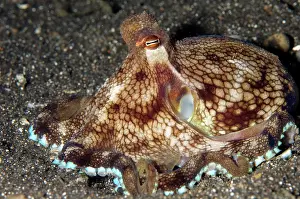 Marginatus: Veined Octopus with bright margin on black sand