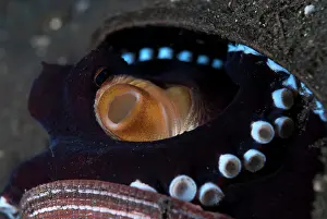 Hide: Veined Octopus - hiding between shells