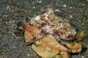 Marginatus: Veined Octopus with leaf on black sand on night