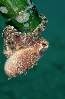 Sucker: Veined Octopus - at the mouth of green bottle