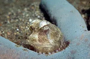 Marginatus: Veined Octopus on Sea Star (Linckia laevigata)