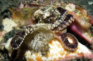 Marginatus: Veined Octopus in shell