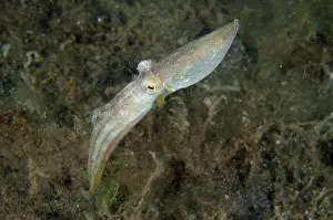 Marginatus: Veined Octopus swimming