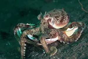 Sucker: Veined Octopus - walking with shell on black sand