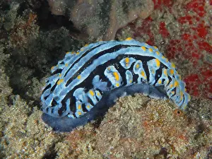 Slug: Veiny varicose wart slug (Phyllidia varicosa), Sodwana