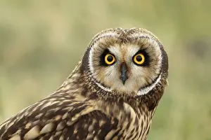 Claw: Velduil, Short-eared owl, Asio flammeus