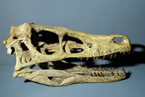 Replica: Velociraptor Dinosaur Skull Replica