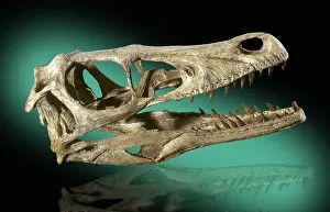 Theropoda: Velociraptor Skull