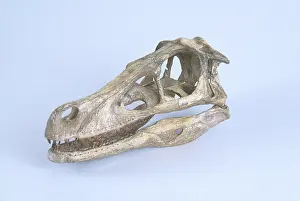 Theropoda: Velociraptor Skull