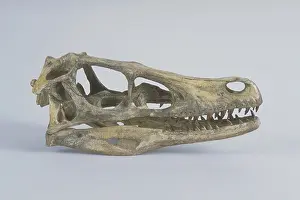 Skeletons: Velociraptor skull