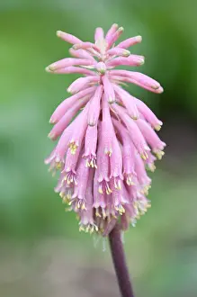 Bracteata: Veltheimia