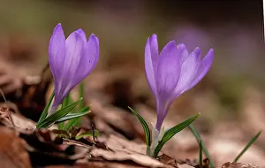 Geophyte: The Veluch crocus, Crocus veluchensis in flower